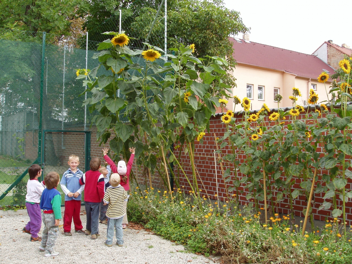 Vysokánské slunečnice